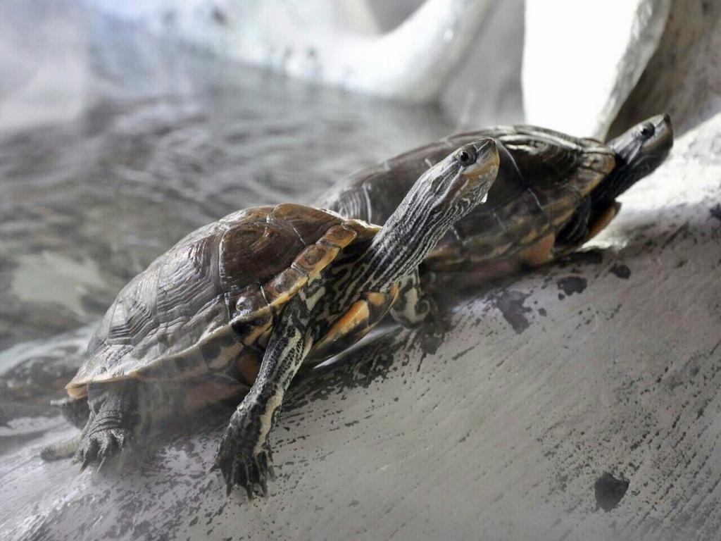 Aquarium Hotel ริยาดห์ ภายนอก รูปภาพ